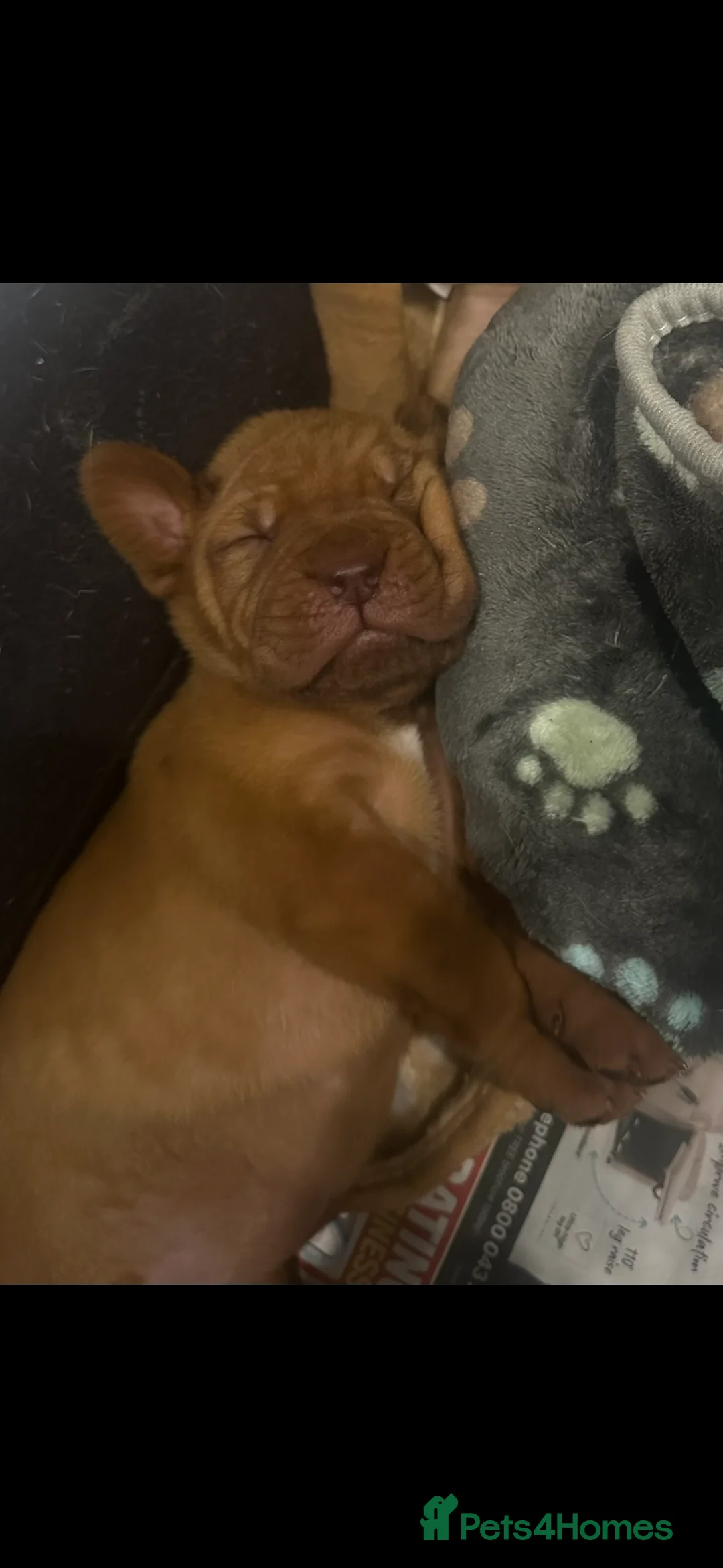 Dogue De Bordeaux dogs for sale: CHAMPION BLOODLINE chunky Dogue de Bordeaux Pup - Advert 31