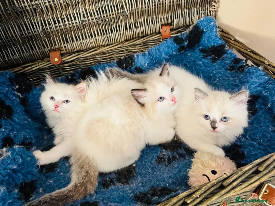 Ragdoll cats for sale: Ragdoll kittens  - Advert 2