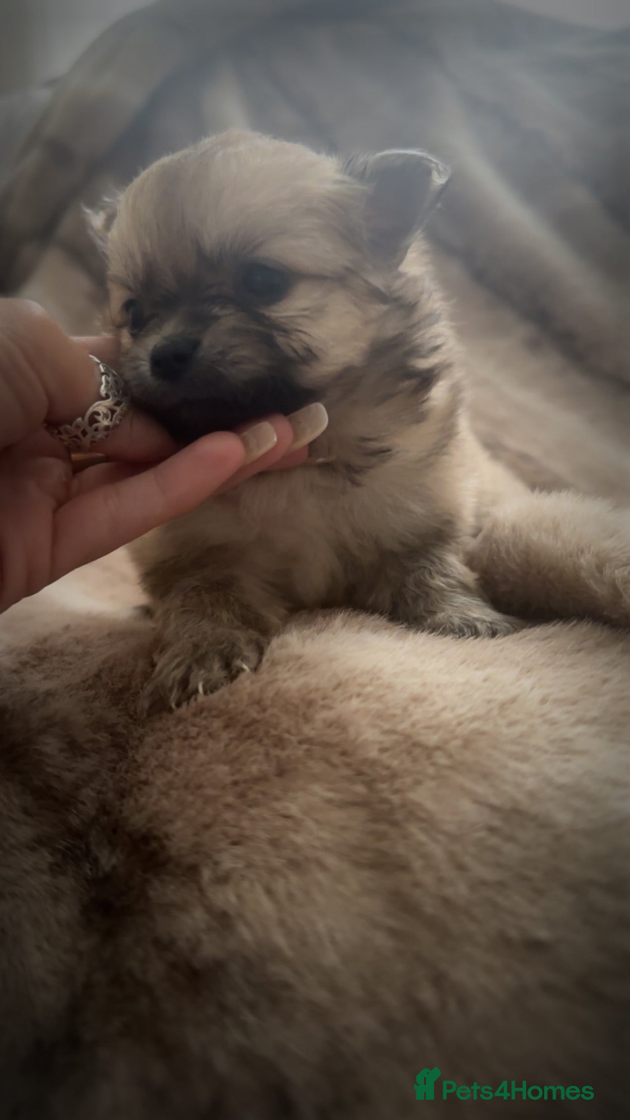 Pomchi dogs for sale: Pomchies  - Advert 3