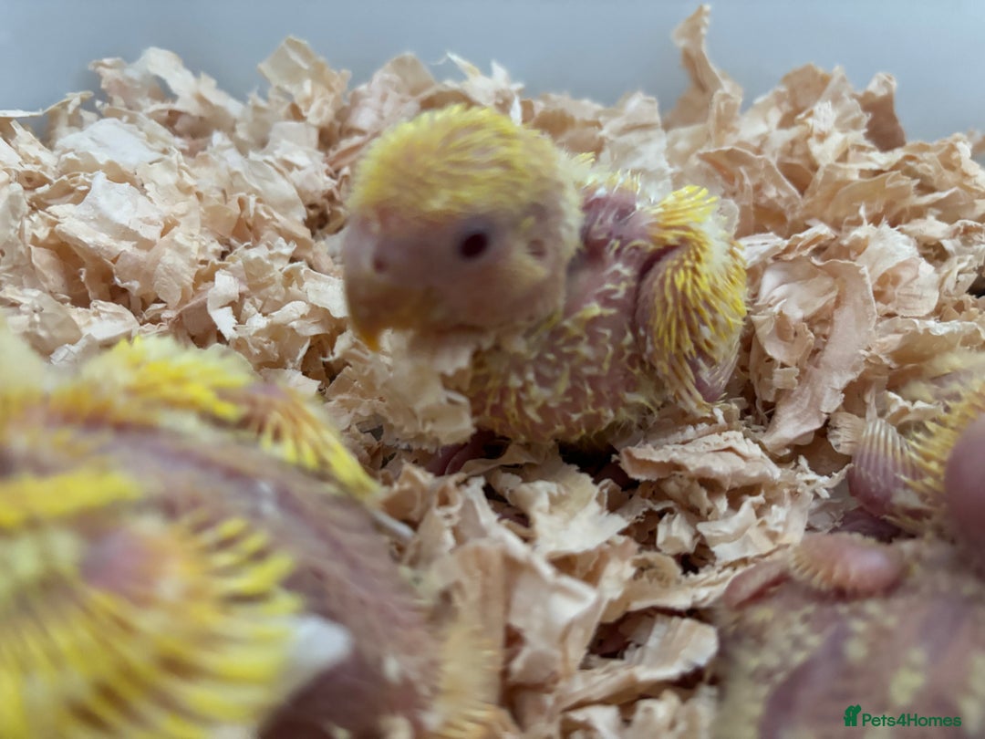 Lovebirds birds for sale: Hand reared beautiful love birds - Advert 4