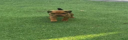 Patterdale Terrier dogs for sale: Fell terriers  - Advert 29
