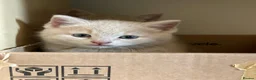 Mixed Breed cats for sale: 6 Cream brothers and one gray tortie girl for sale - Advert 14