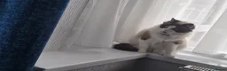 Mixed Breed cats for sale: Mixed breed Rag doll in Birmingham - Advert 7