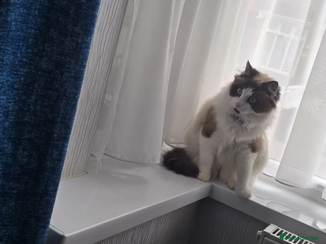 Mixed Breed cats for sale: Mixed breed Rag doll in Birmingham - Advert 7