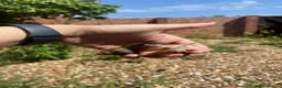 Mixed Breed reptiles for sale: Giant African land snail, and full set up in Slough - Advert 3