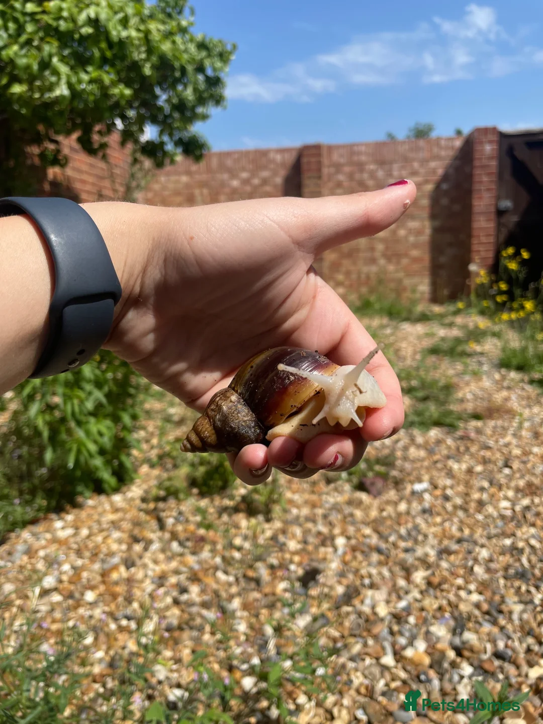 Mixed Breed reptiles for sale: Giant African land snail, and full set up in Slough - Advert 3