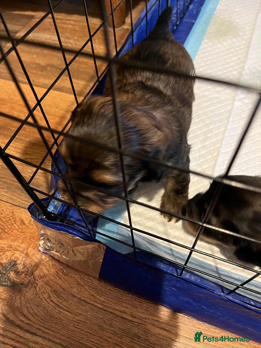 Mixed Breed dogs for sale: Beautiful Zuchon Doxies - Advert 30