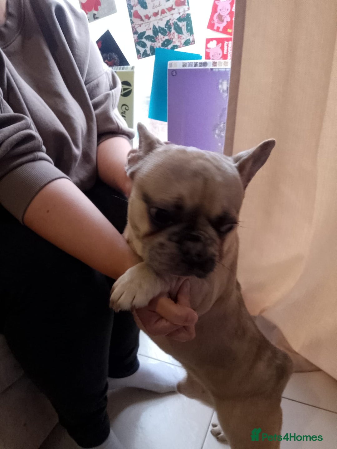 French Bulldog dogs for sale: male french bulldog  - Advert 6