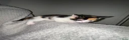 Mixed Breed cats for sale: Beautiful Domestic Shorthair Kittens  🐾 - Advert 8