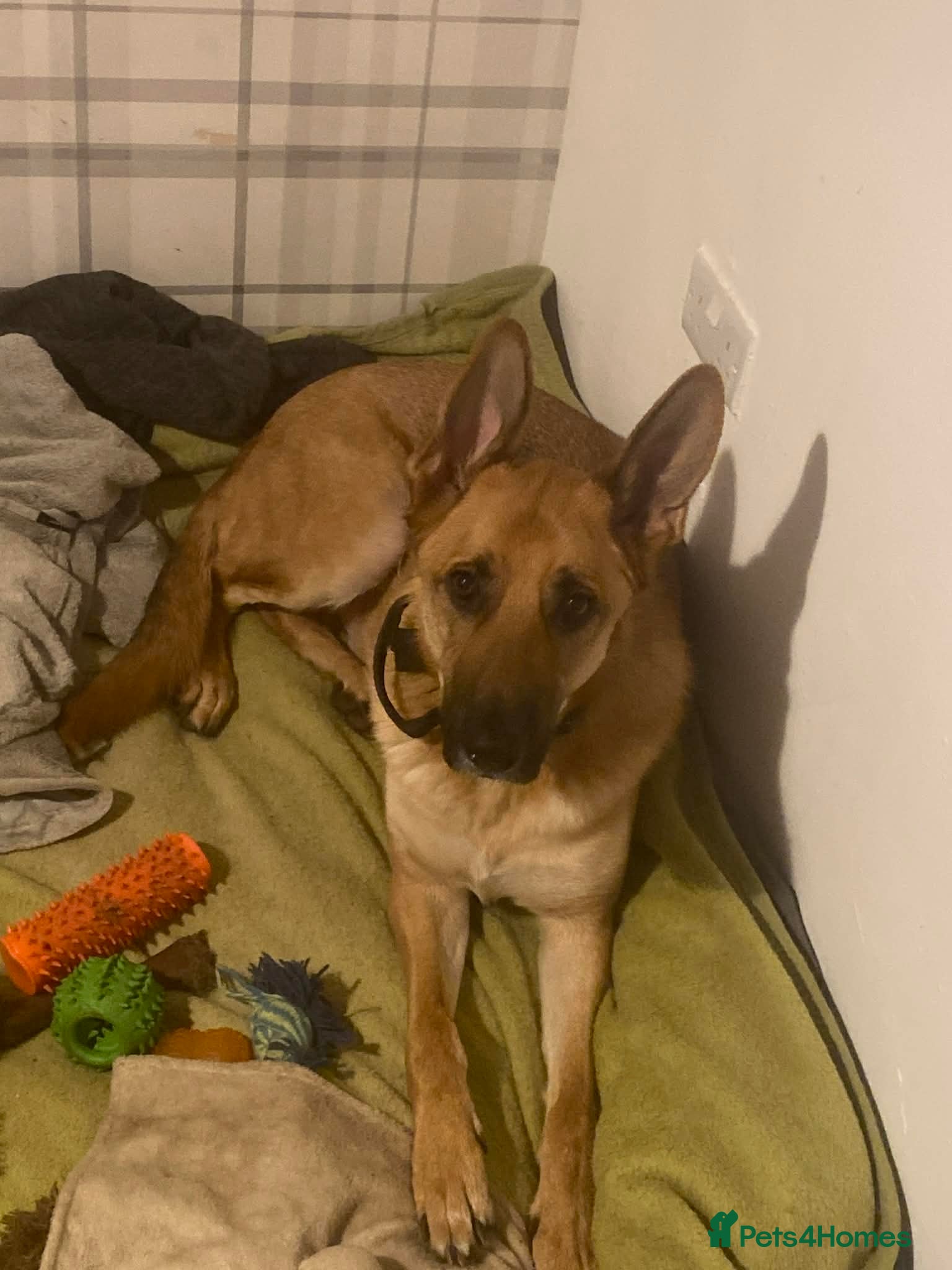 Mixed Breed dogs Ivor. - Advert 1