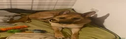 Mixed Breed dogs for sale: Ivor. - Advert 1
