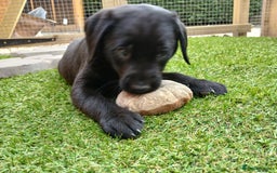 Labrador Retriever dogs for sale: **REDUCED** LAST GIRL PUPPY** - Image 10