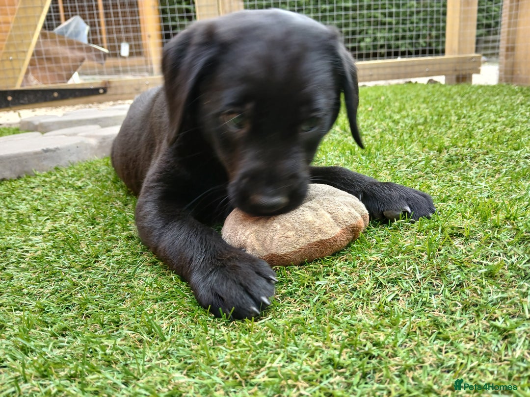 Labrador Retriever dogs for sale: **REDUCED** LAST GIRL PUPPY** - Image 10
