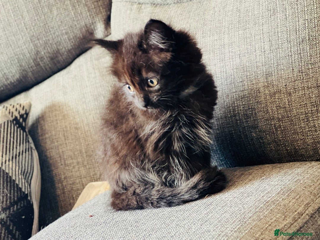 Domestic Shorthair cats for sale: Beautiful kittens  - Image 1