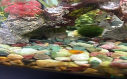 Platies fish for sale: 4 Red Tuxedo Platy Fry - Image 2
