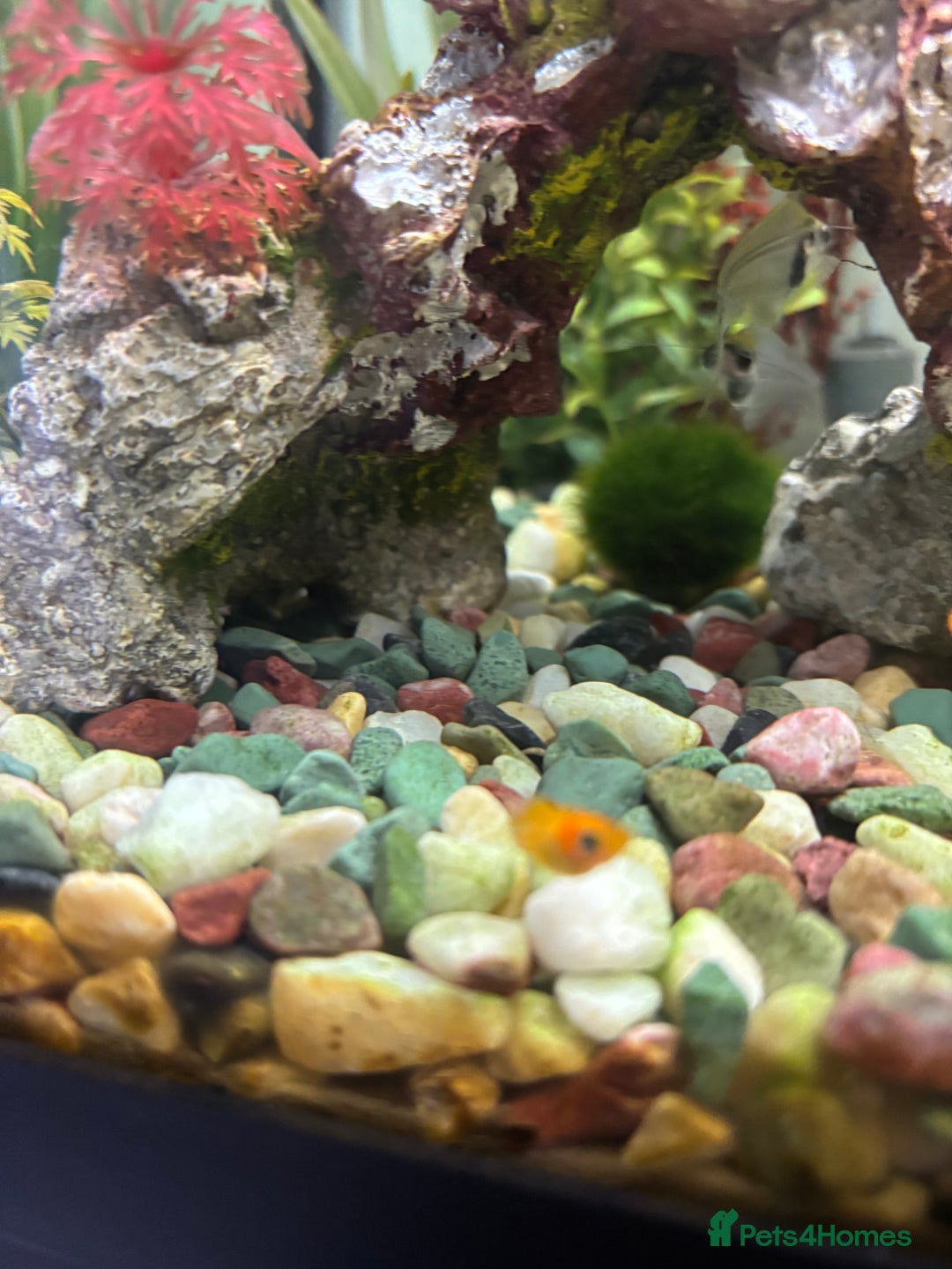 Platies fish for sale: 4 Red Tuxedo Platy Fry - Image 2