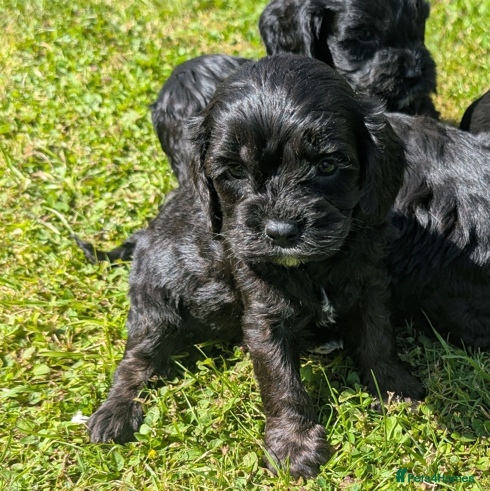 Cavapoo dogs Beautiful & Quality DNA Clear F1 Cavapoo puppies  - Advert 2