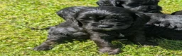 Cavapoo dogs for sale: Beautiful & Quality DNA Clear F1 Cavapoo puppies  - Advert 2
