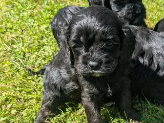 Cavapoo dogs Beautiful & Quality DNA Clear F1 Cavapoo puppies - Advert 2