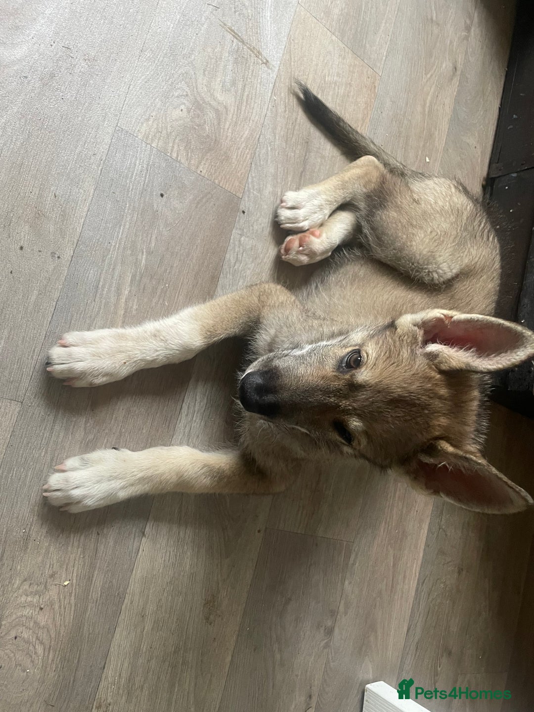 Shepsky dogs for sale: SHEPSKY MALE HUSKY GERMAN SHEPHERD CROSS MALE - Image 5