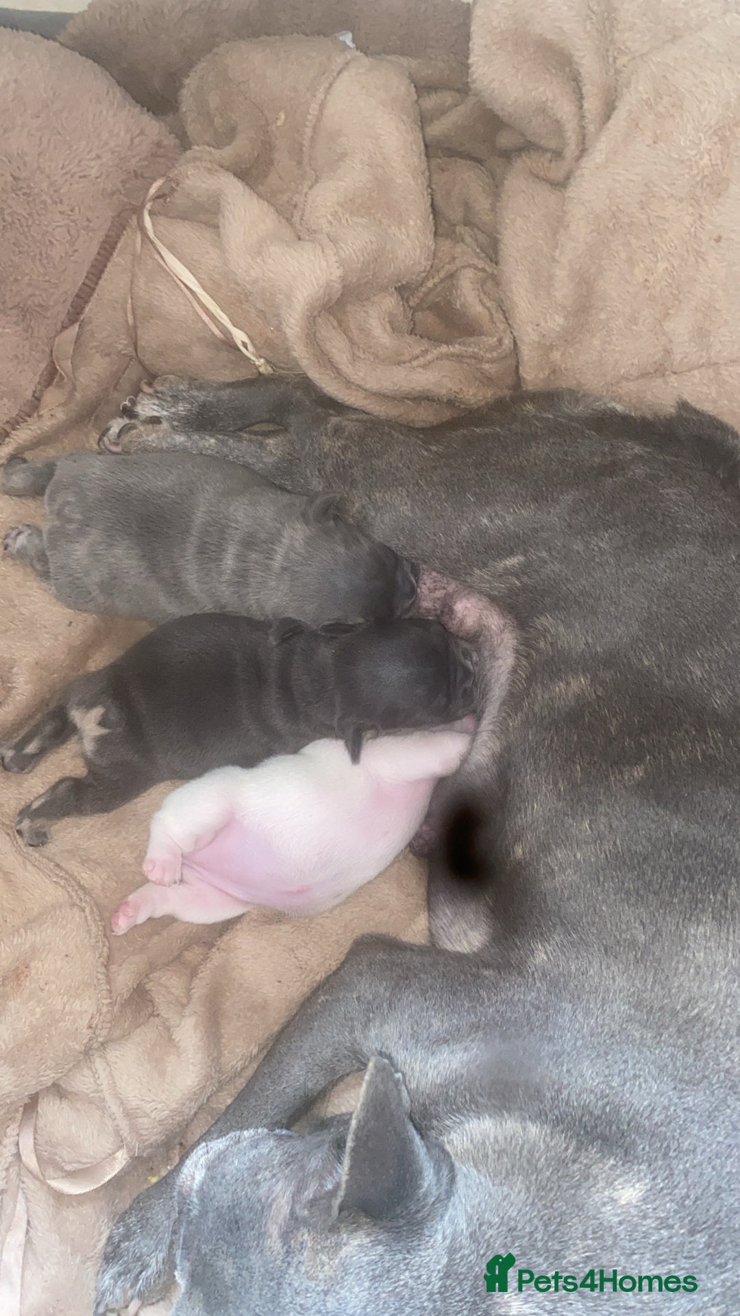 French Bulldog dogs for sale: French bulldog pups  - Image 18