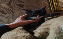 Mixed Breed cats for sale: 4 girls kittens  - Image 4