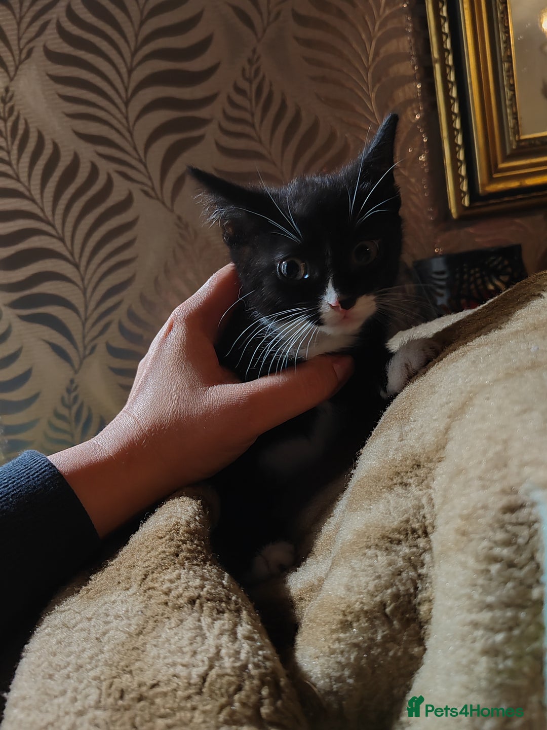 Mixed Breed cats for sale: 4 girls kittens  - Image 4