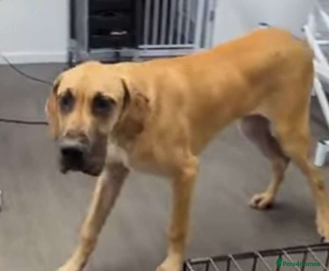 Great Dane dogs for sale: Stunning great dane  - Image 3