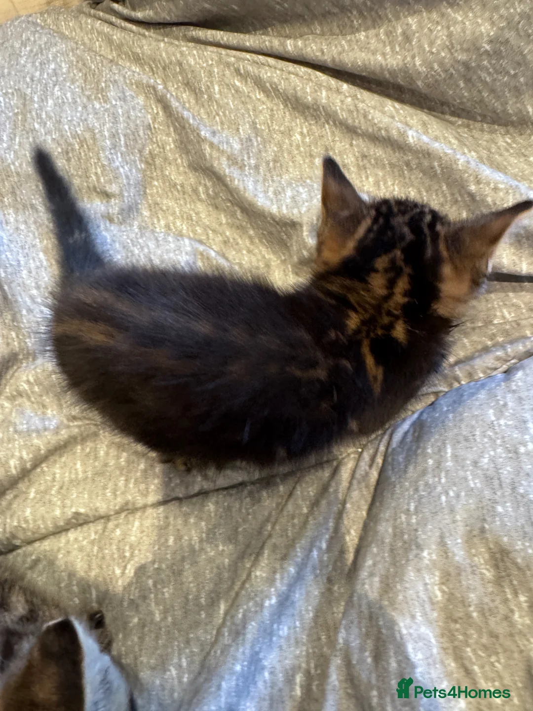 Bengal cats for sale: One boy and three girls  - Advert 40