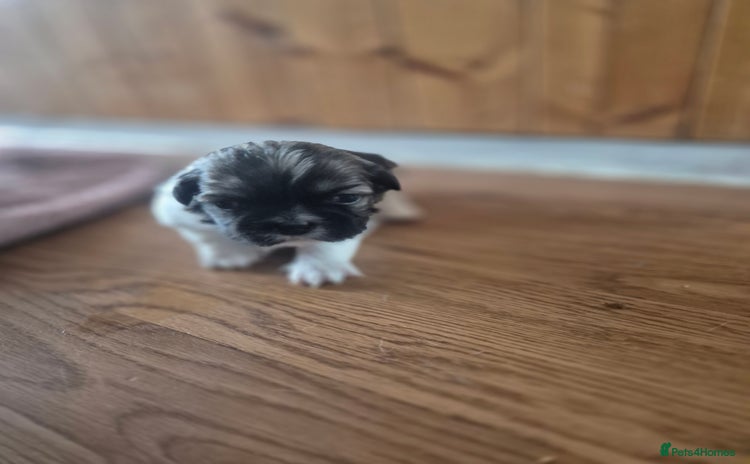 Shih Tzu dogs - Advert 6