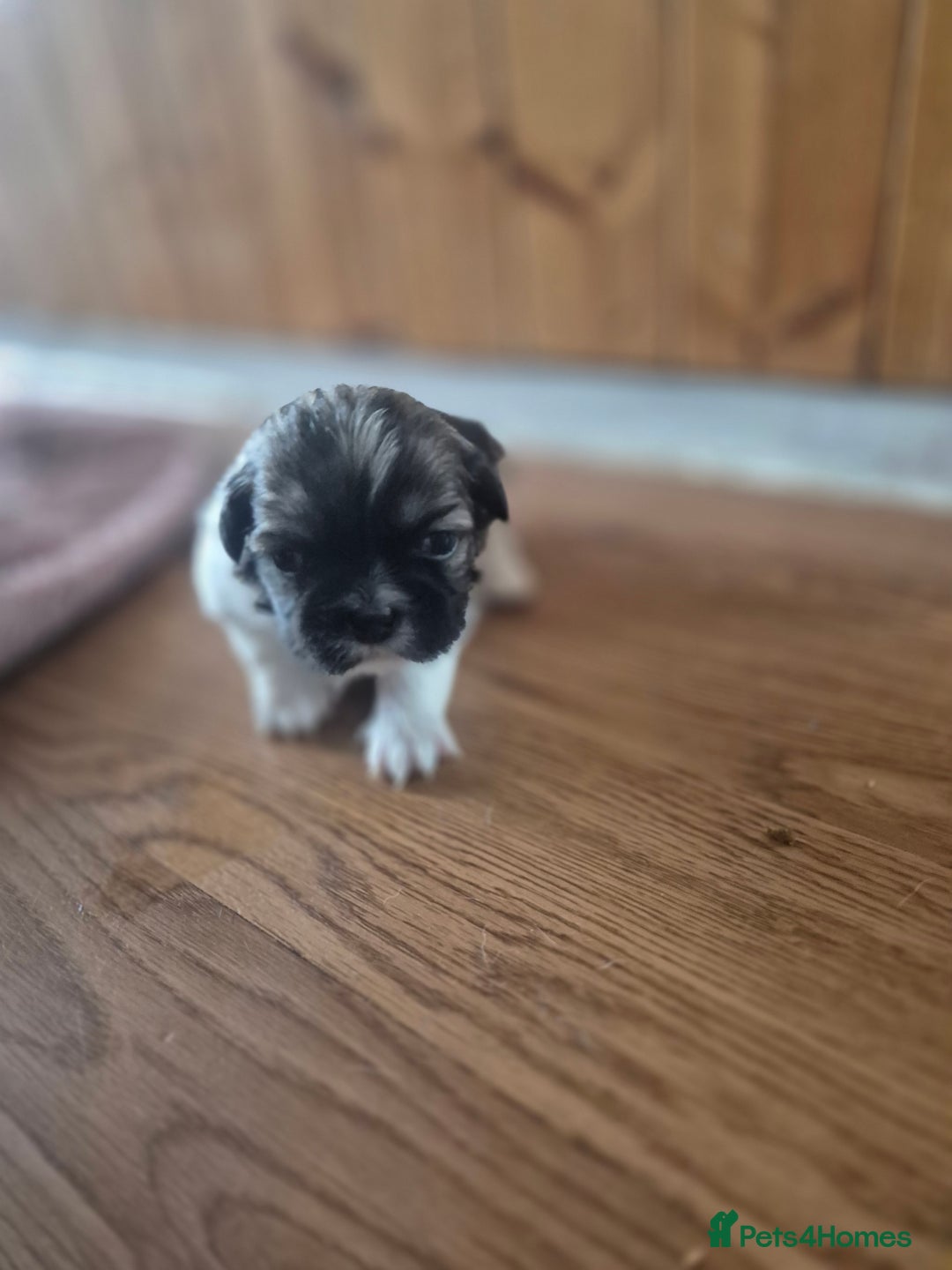 Shih Tzu dogs for sale: Shih tzu puppies - Image 1