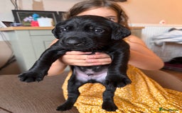 Springador dogs for sale: Springador puppies - Image 15