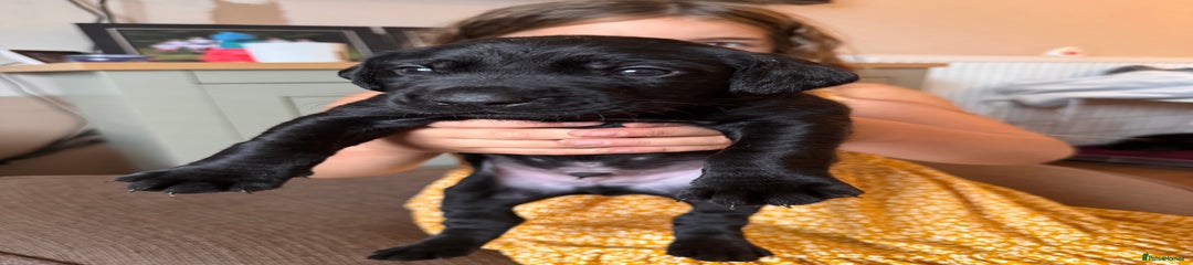 Springador Puppy 8