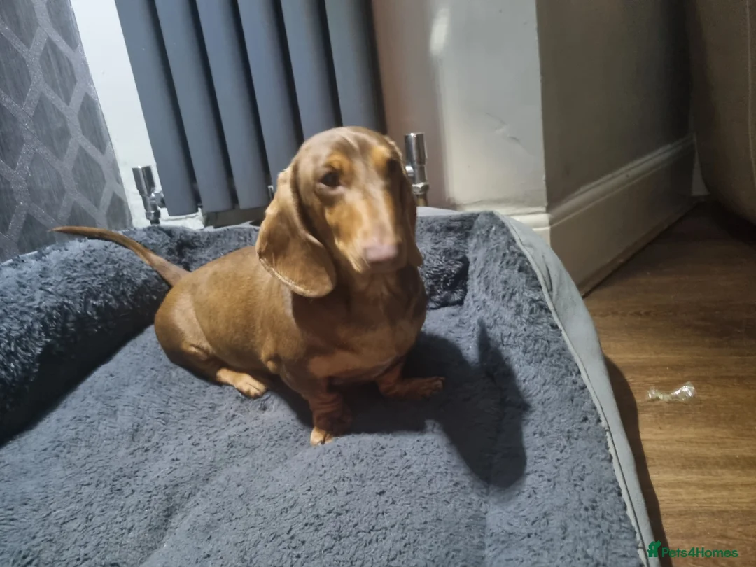 Miniature Dachshund dogs for sale: Chocolate  and tan mini dachshund  - Advert 2