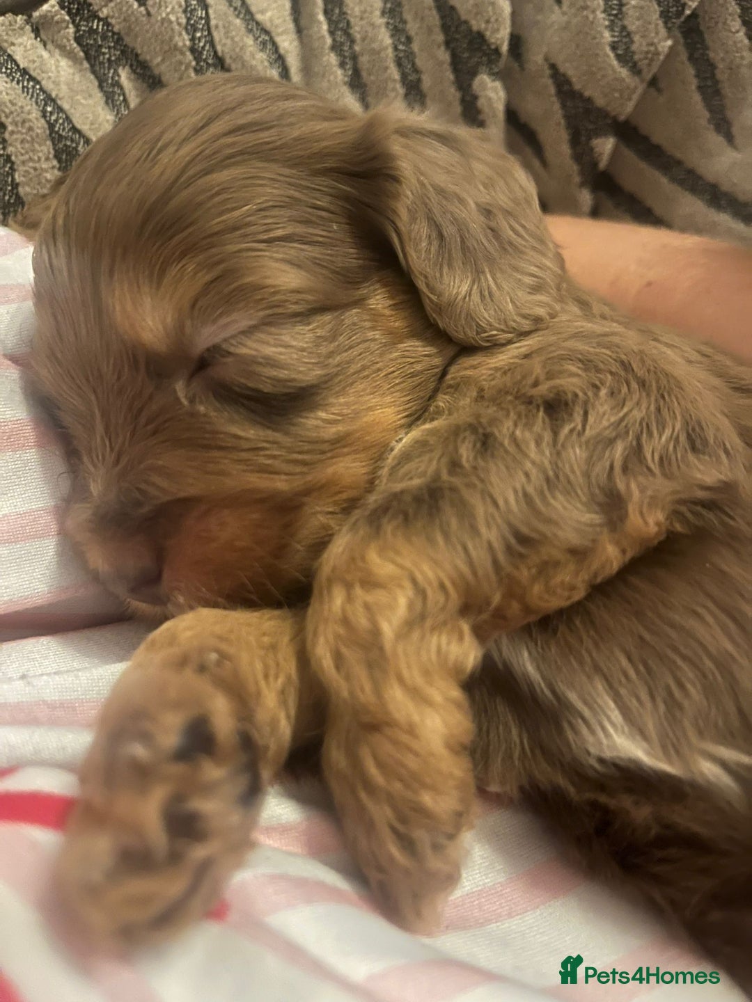 Cockapoo dogs for sale: Beautiful cockapoo puppys  - Advert 6
