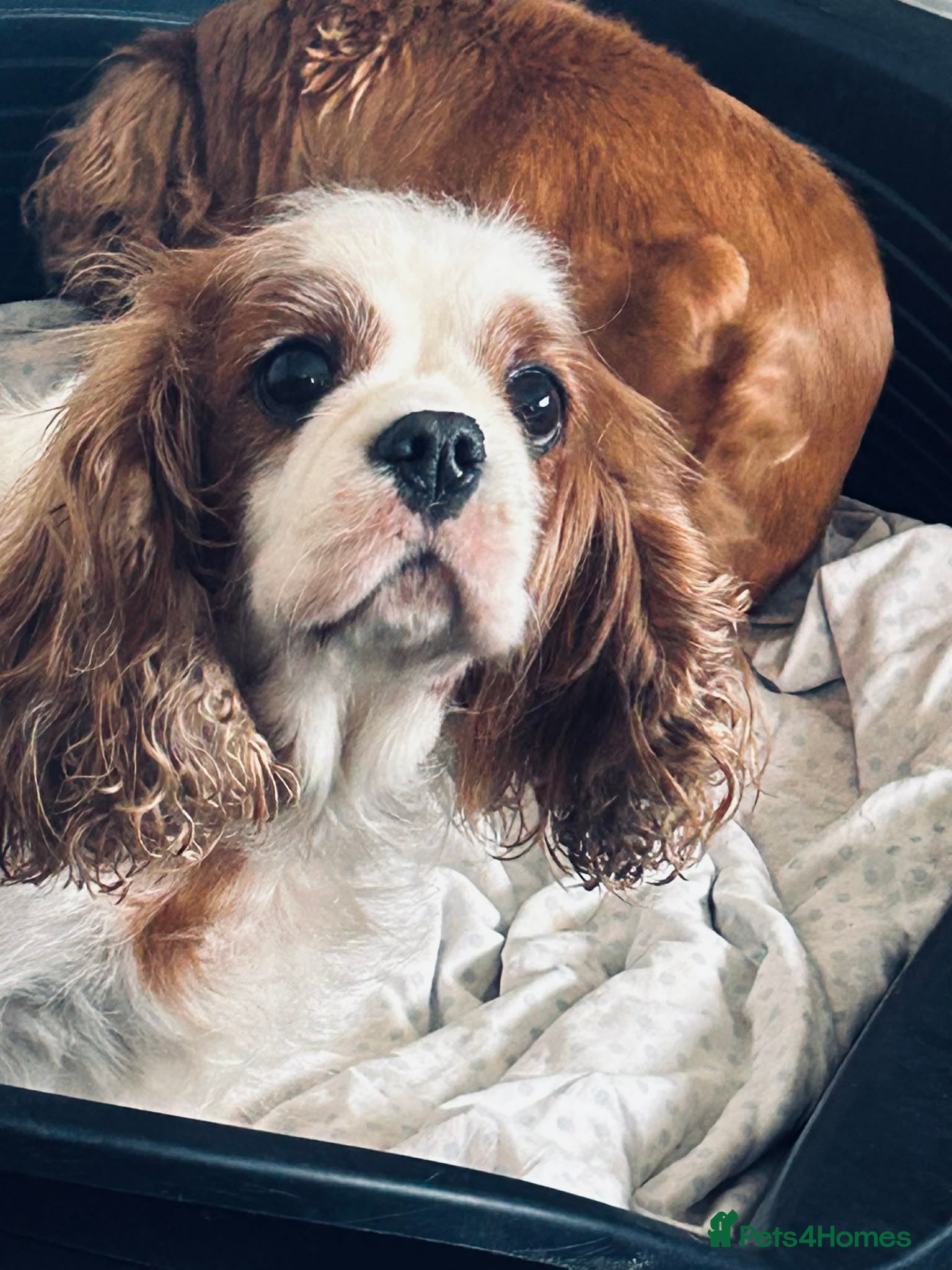 Cavapoo dogs cavapoo   pups - Advert 1