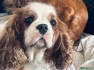 Cavapoo dogs cavapoo pups - Advert 12