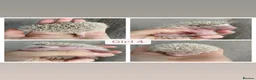 Pygmy Hedgehog rodents for sale: Beautiful Pygmy Hedgehogs  - Advert 6