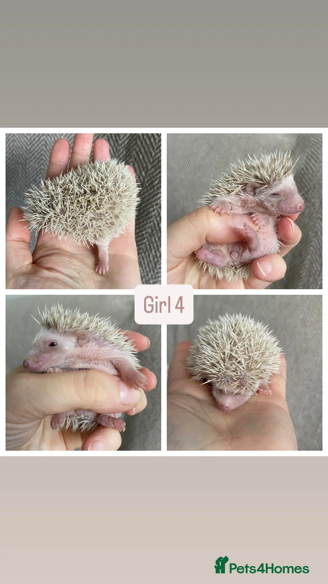 Pygmy Hedgehog rodents for sale: Beautiful Pygmy Hedgehogs  - Advert 6