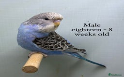 Budgerigars birds for sale: 8 week old Beautiful baby Budgies - Image 11