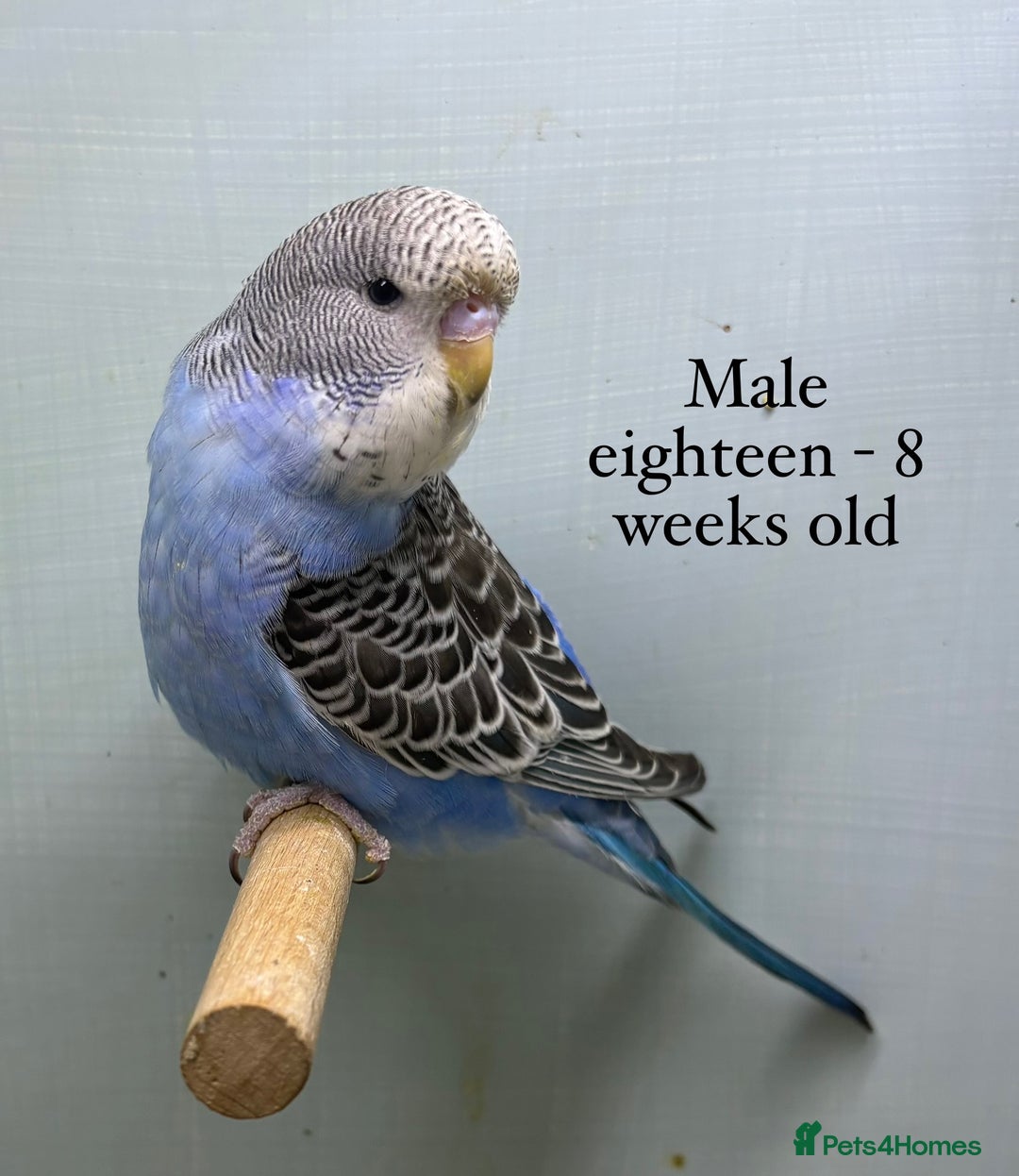Budgerigars birds for sale: 8 week old Beautiful baby Budgies - Image 11