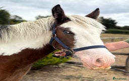 Irish Cob horses for sale: What a super little Coblet  - Image 4