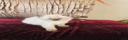 British Shorthair cats for sale: Stunning & Unique Kittens for Sale in Buckingham - Advert 13