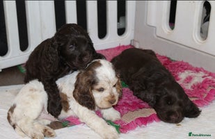 Cocker Spaniel dogs - Advert 4