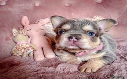 French Bulldog dogs for sale: 🌸BEAUTIFUL PUPPIES LILAC&TAN,FLUFFY,TESTABLE🌸 - Image 5