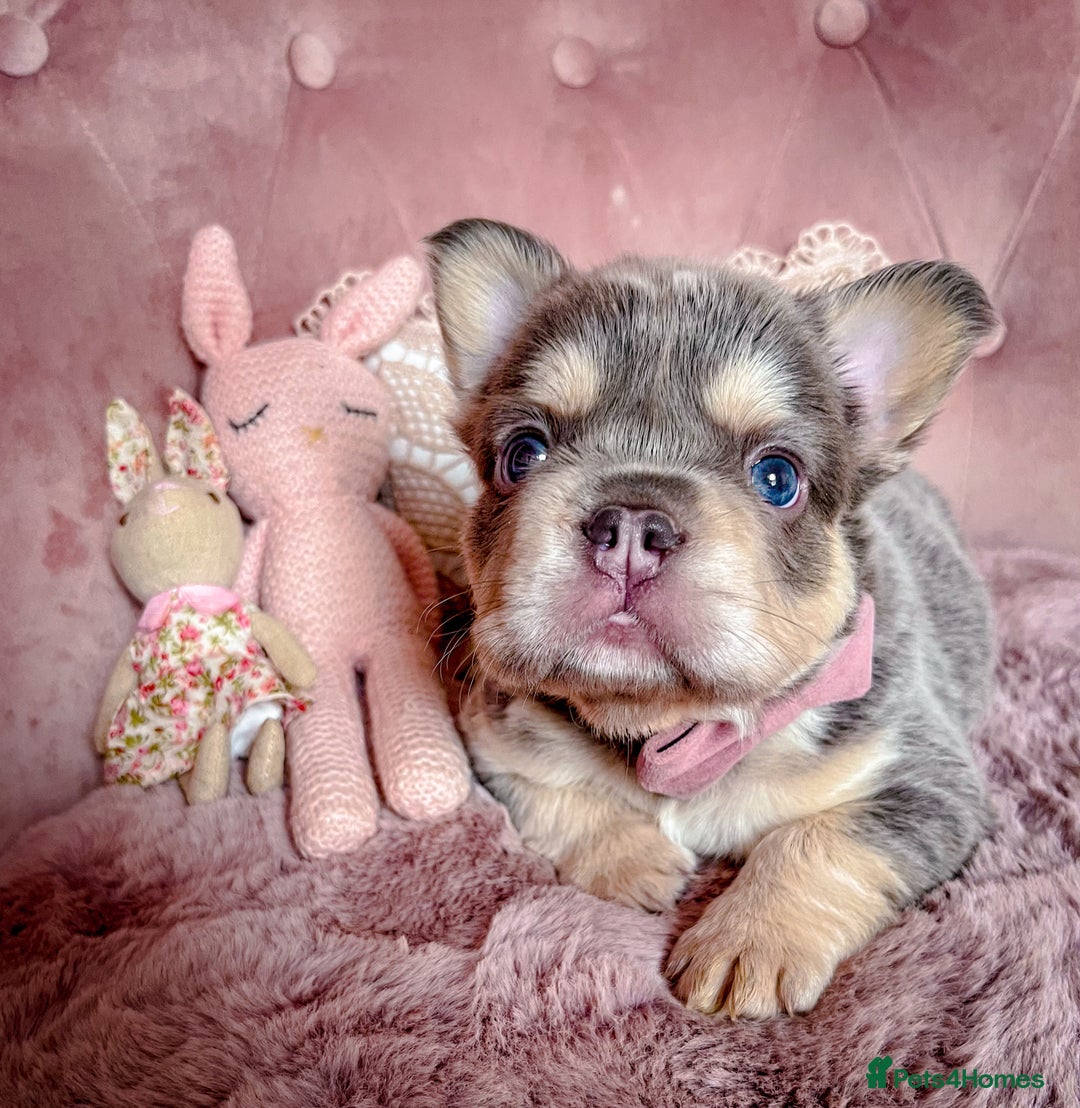 French Bulldog dogs for sale: 🌸BEAUTIFUL PUPPIES LILAC&TAN,FLUFFY,TESTABLE🌸 - Image 5