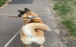 Akita dogs for sale: Akita - Image 2