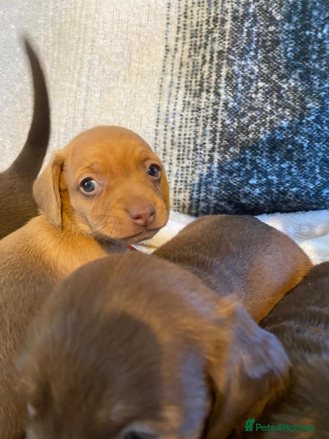 Miniature Dachshund dogs for sale: MOST GORGEOUS DACHSHUNDS - Advert 10