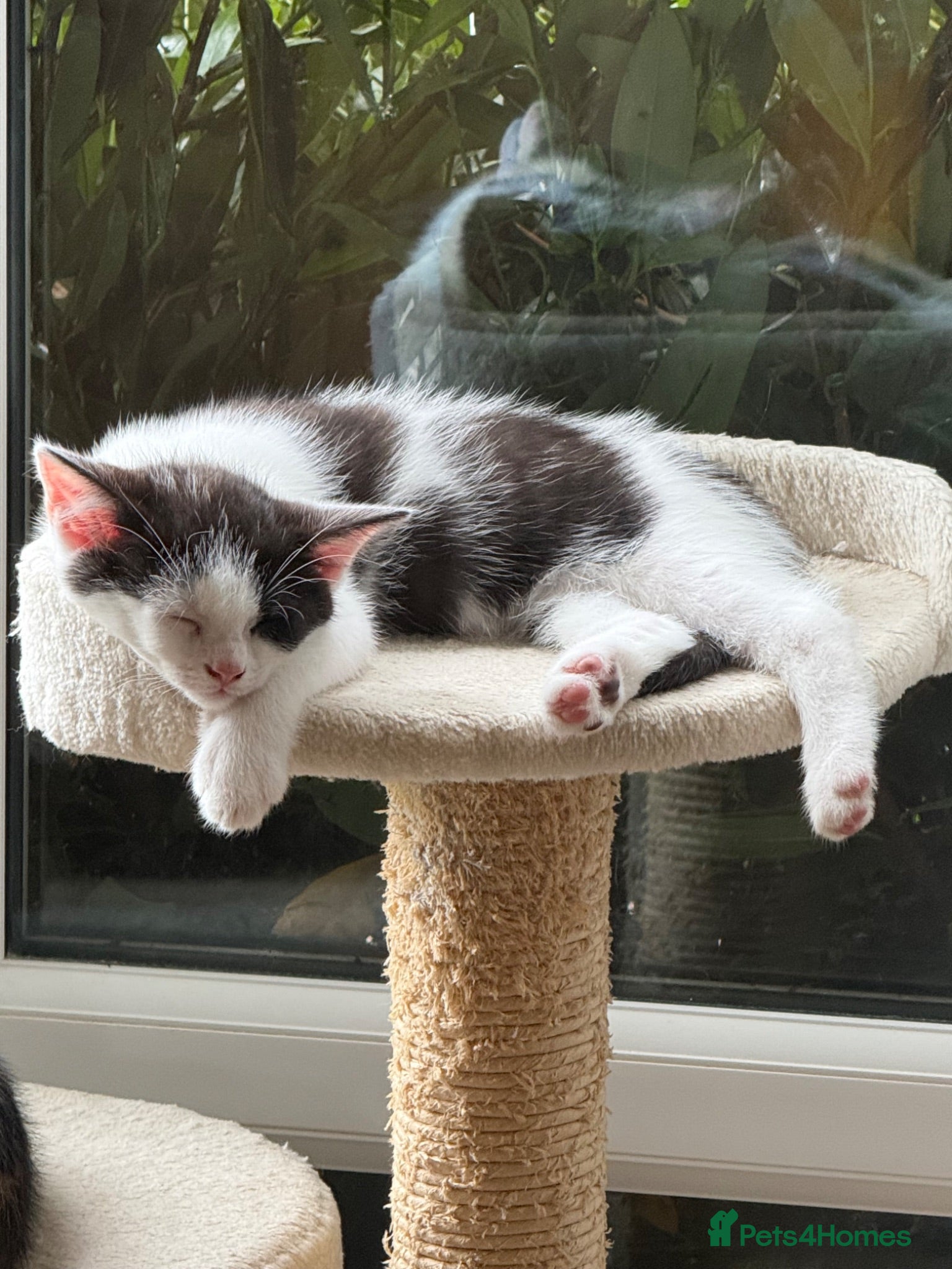 Mixed Breed cats 🥰 ready to go calicos, tuxedos & grey kittens  - Advert 1