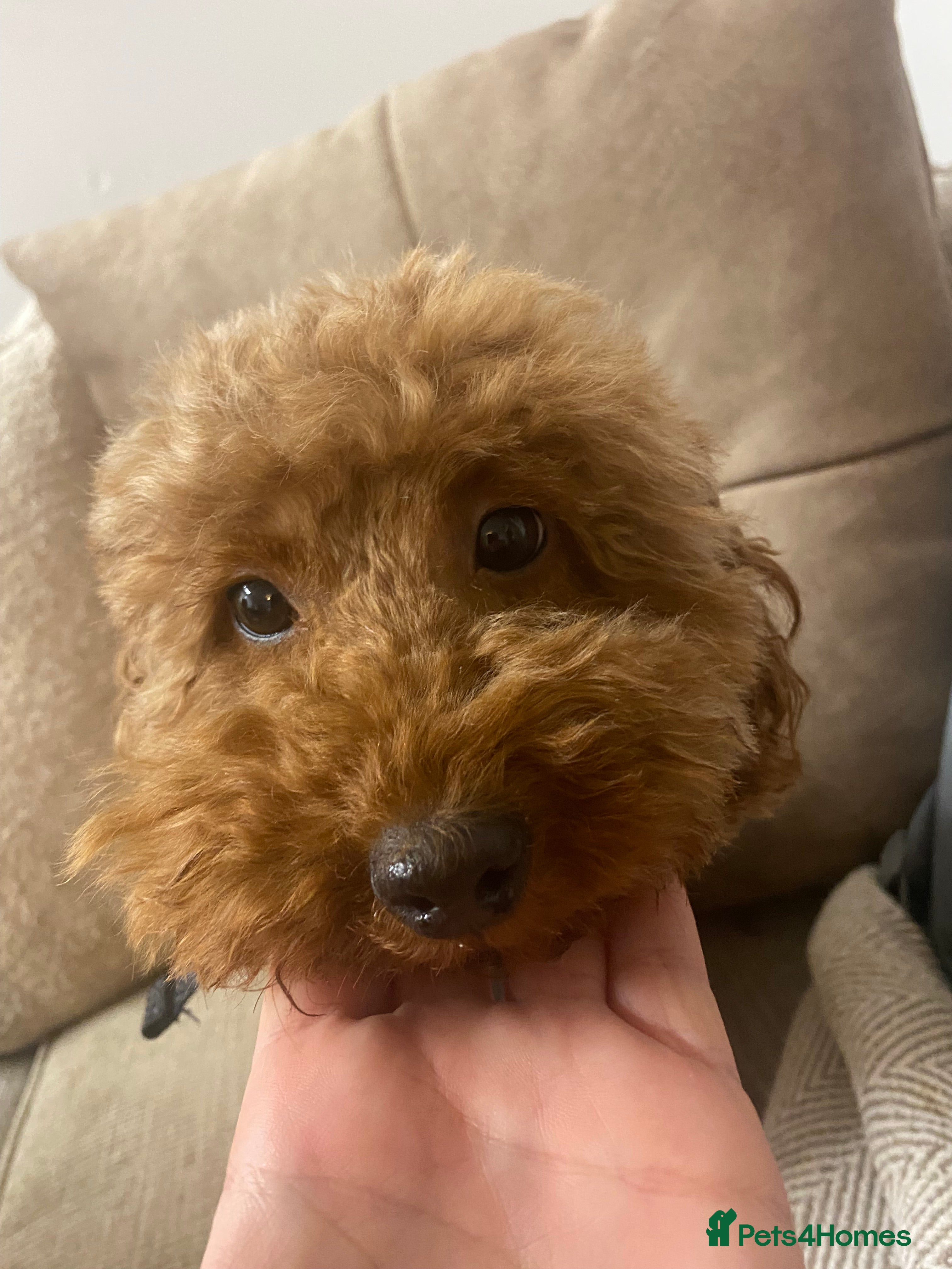 Miniature Poodle dogs Beautiful flower girl& Bertie boy , need a loving  - Advert 16